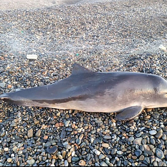 «Такое чудо поймали»