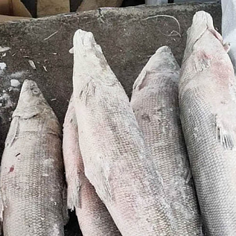 Почти треть годового объёма добычи белорыбицы распределили в округе