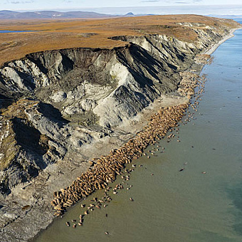 На старом лежбище