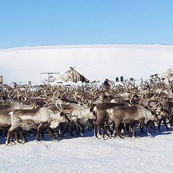 Обновили поголовье племенными