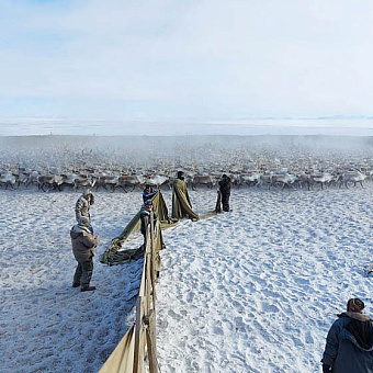 В стадах по головам считают