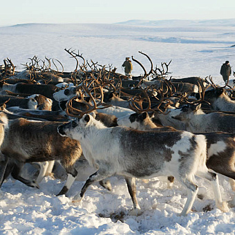 Возвращение домашнего оленя