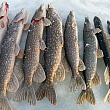 Более 100 тонн белорыбицы смогут выловить рыбаки Чукотки в 2026 году