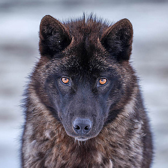Силён, как волк, и не боится человека