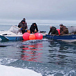Более 4 тыс. морских млекопитающих смогут добыть морзверобои Чукотки в 2026 году