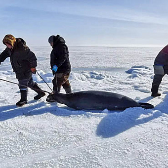 Из моря вернулись с трофеями