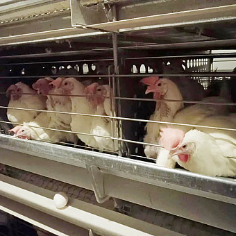 В Провидения завезут новых несушек, чтобы повысить производство куриного яйца