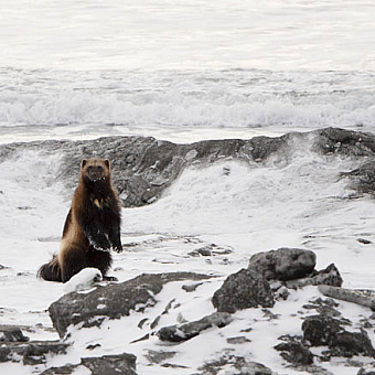 Росомаха покоряет Арктику